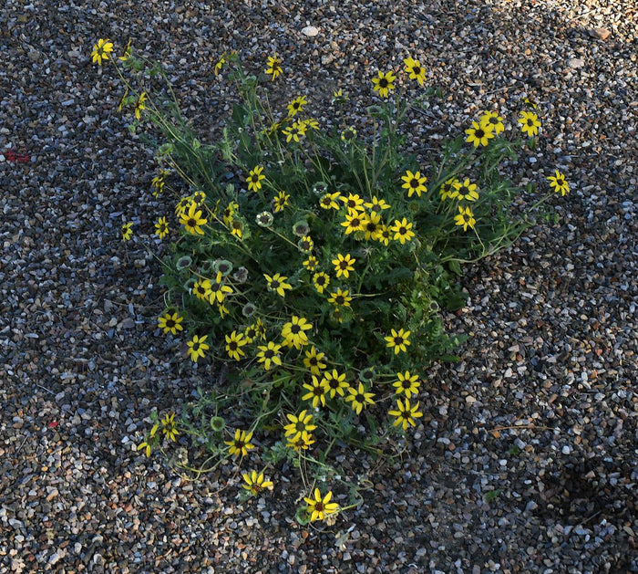 Chocolate Flower  50 Seeds  Berlandiera lyrata