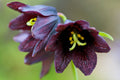 Chocolate Lily Fritillaria camschatcensis 25 Seeds