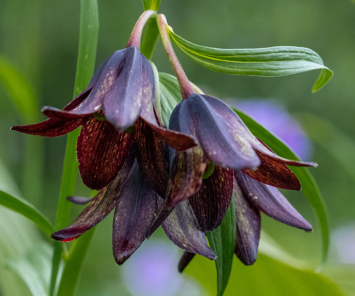 Chocolate Lily Fritillaria camschatcensis 25 Seeds