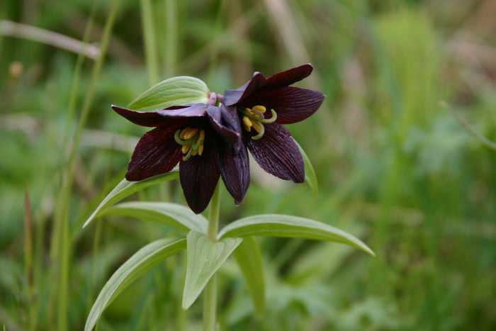 Chocolate Lily Fritillaria camschatcensis 25 Seeds