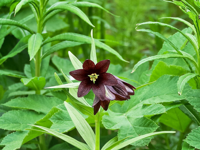 Chocolate Lily Fritillaria camschatcensis 25 Seeds