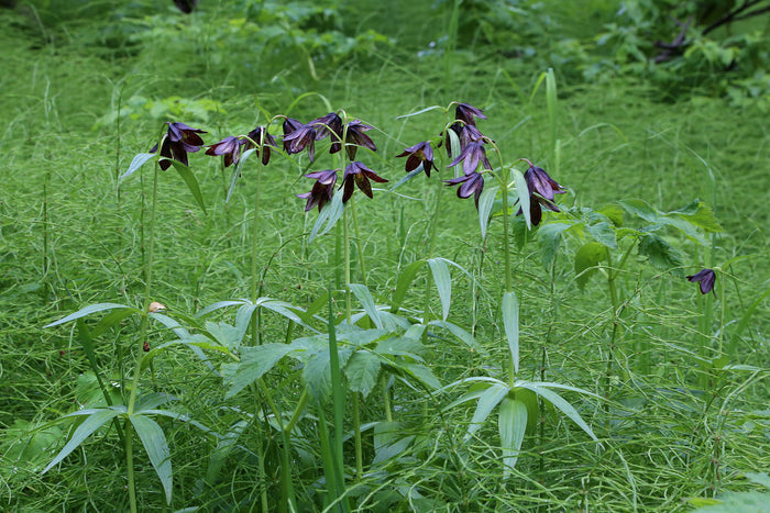 Chocolate Lily Fritillaria camschatcensis 25 Seeds