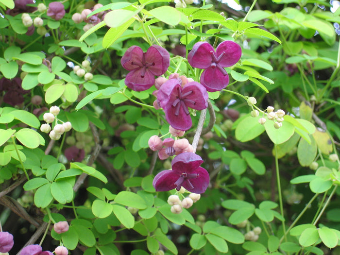 Chocolate Vine Akebia quinata 20 Seeds