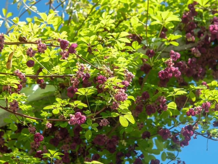 Chocolate Vine Akebia quinata 20 Seeds