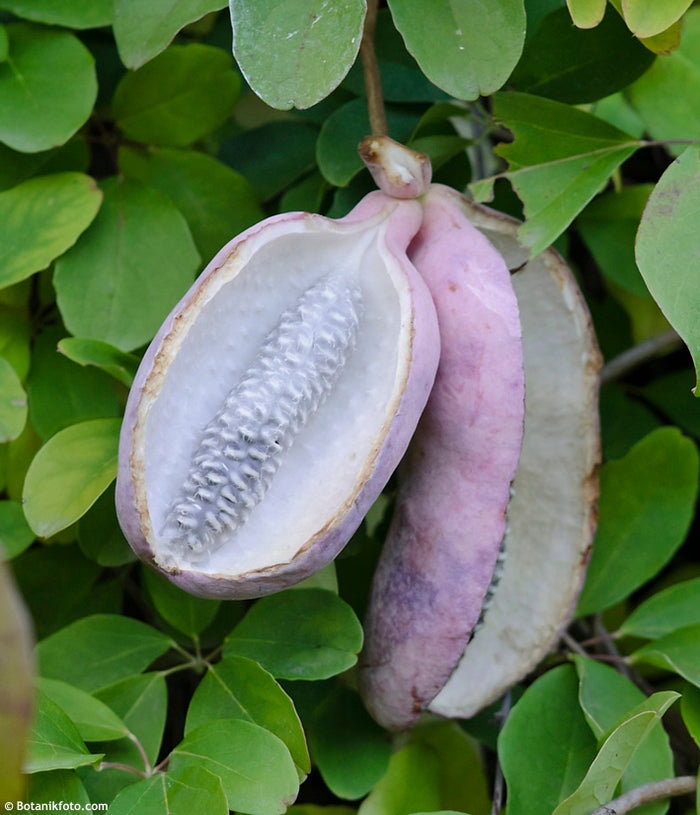 Chocolate Vine Akebia quinata 20 Seeds