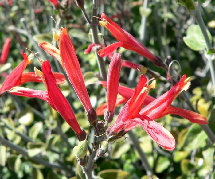Chuparosa  Hummingbird Bush  25 Seeds  Justicia californica