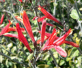 Chuparosa  Hummingbird Bush  25 Seeds  Justicia californica
