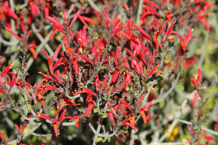 Chuparosa  Hummingbird Bush  25 Seeds  Justicia californica
