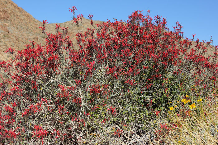 Chuparosa  Hummingbird Bush  25 Seeds  Justicia californica