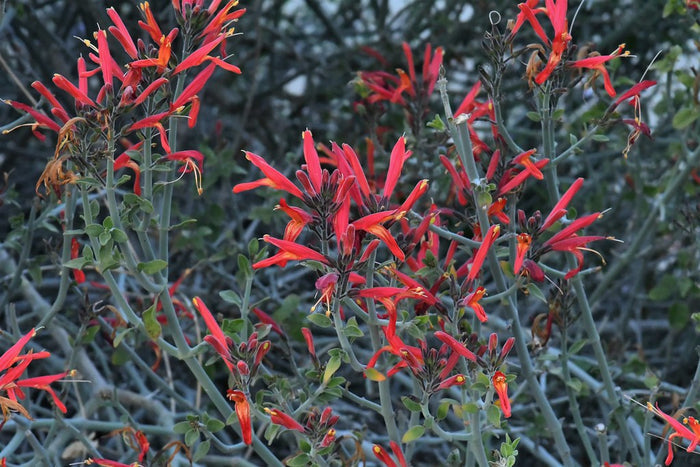 Chuparosa  Hummingbird Bush  25 Seeds  Justicia californica