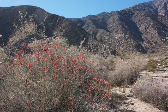 Chuparosa  Hummingbird Bush  25 Seeds  Justicia californica