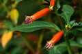 Cigar Plant Cupea ignea 20 Seeds