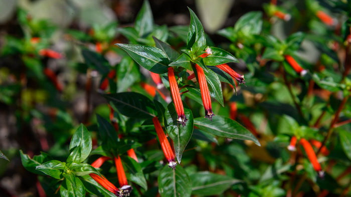 Cigar Plant Cupea ignea 20 Seeds