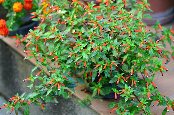 Cigar Plant Cupea ignea 20 Seeds