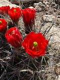 Claret Cup Cactus 25 Seeds Hedgehog Cactus Echinocereus coccineus