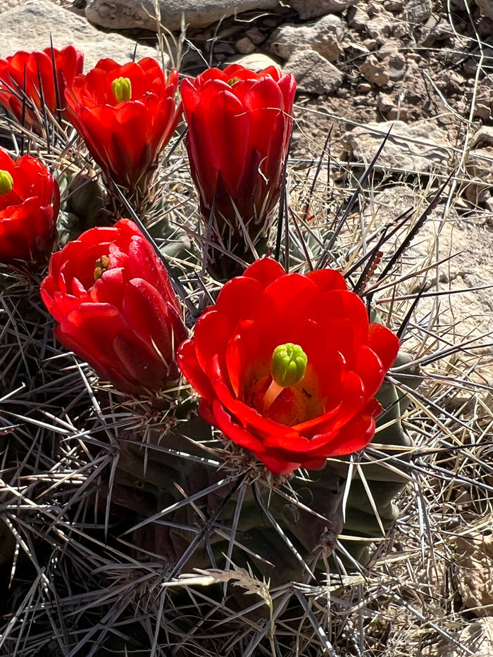 Claret Cup Cactus 25 Seeds Hedgehog Cactus Echinocereus coccineus