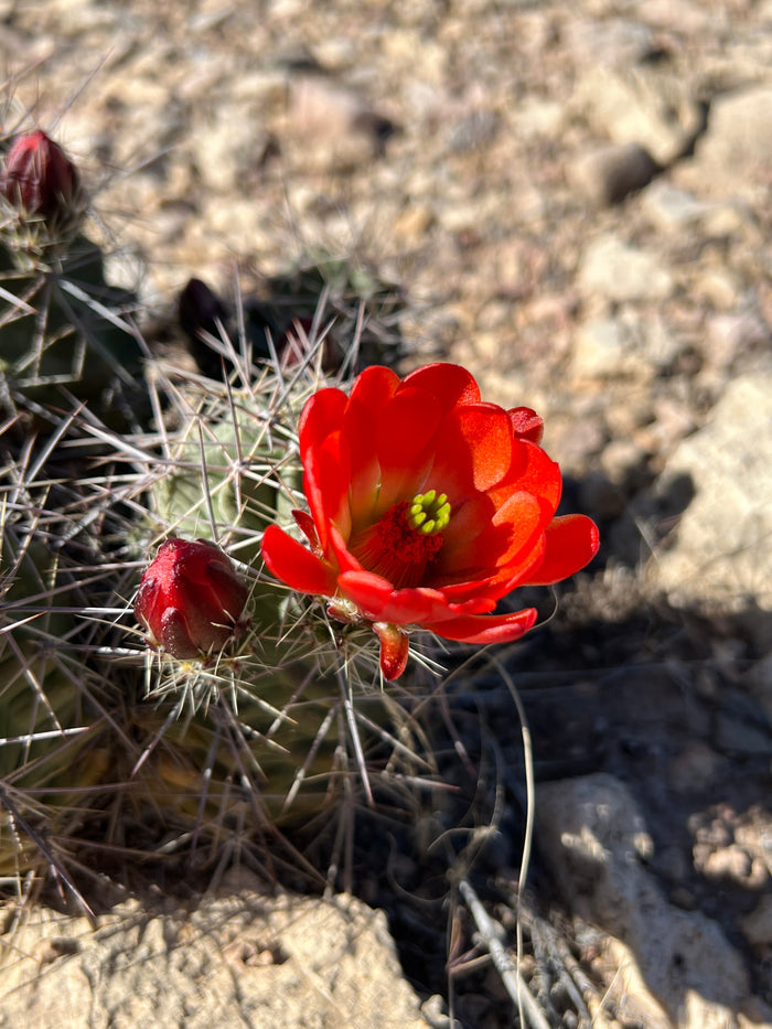Claret Cup Cactus 25 Seeds Hedgehog Cactus Echinocereus coccineus
