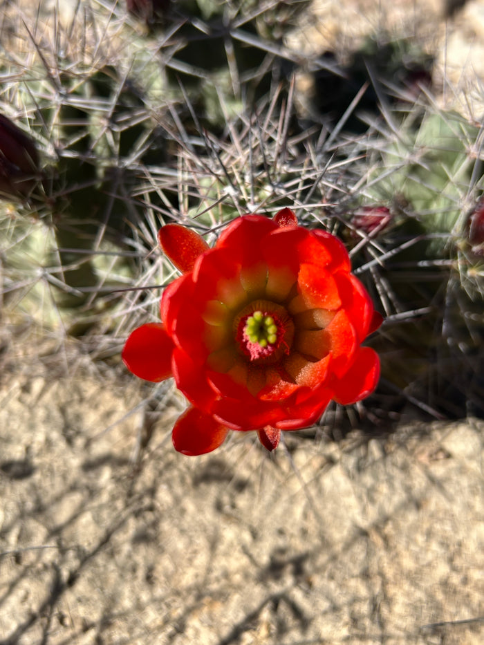 Claret Cup Cactus 25 Seeds Hedgehog Cactus Echinocereus coccineus