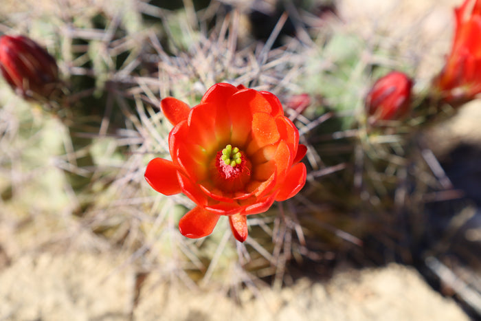 Claret Cup Cactus 25 Seeds Hedgehog Cactus Echinocereus coccineus