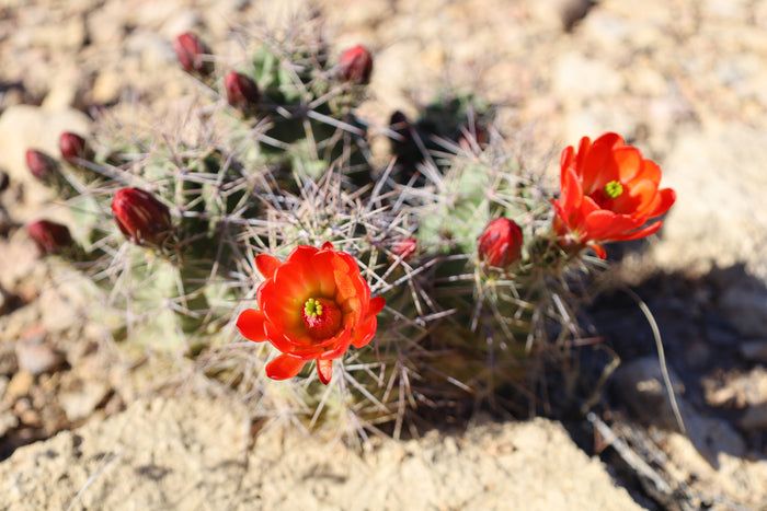 Claret Cup Cactus 25 Seeds Hedgehog Cactus Echinocereus coccineus