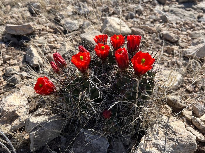Claret Cup Cactus 25 Seeds Hedgehog Cactus Echinocereus coccineus
