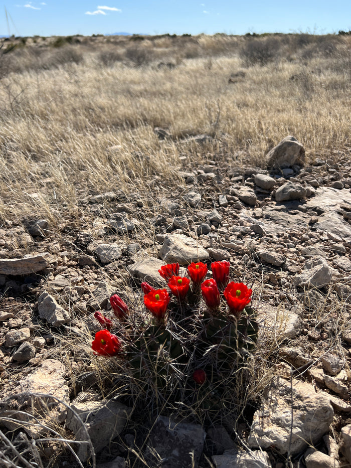 Claret Cup Cactus 25 Seeds Hedgehog Cactus Echinocereus coccineus