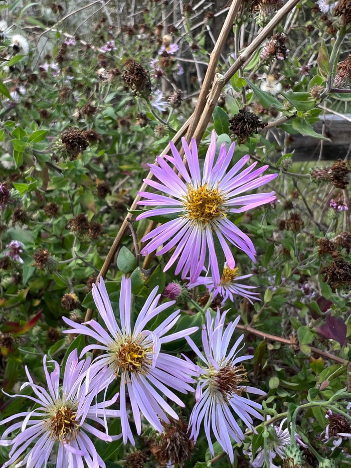 Climbing Aster   20 Seeds   Aster carolinianus