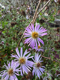 Climbing Aster   20 Seeds   Aster carolinianus