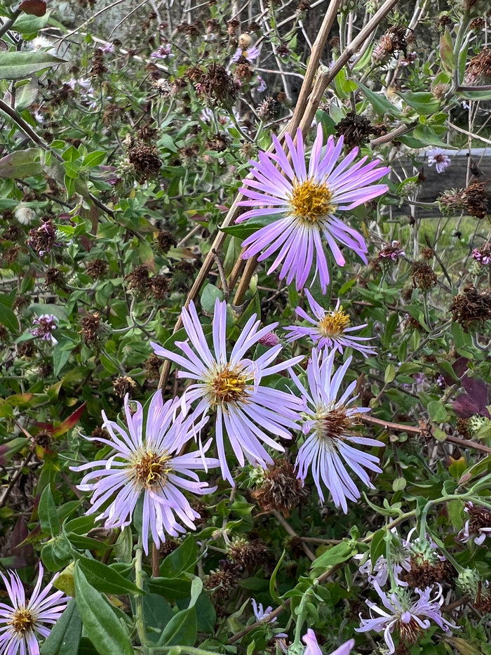 Climbing Aster   20 Seeds   Aster carolinianus