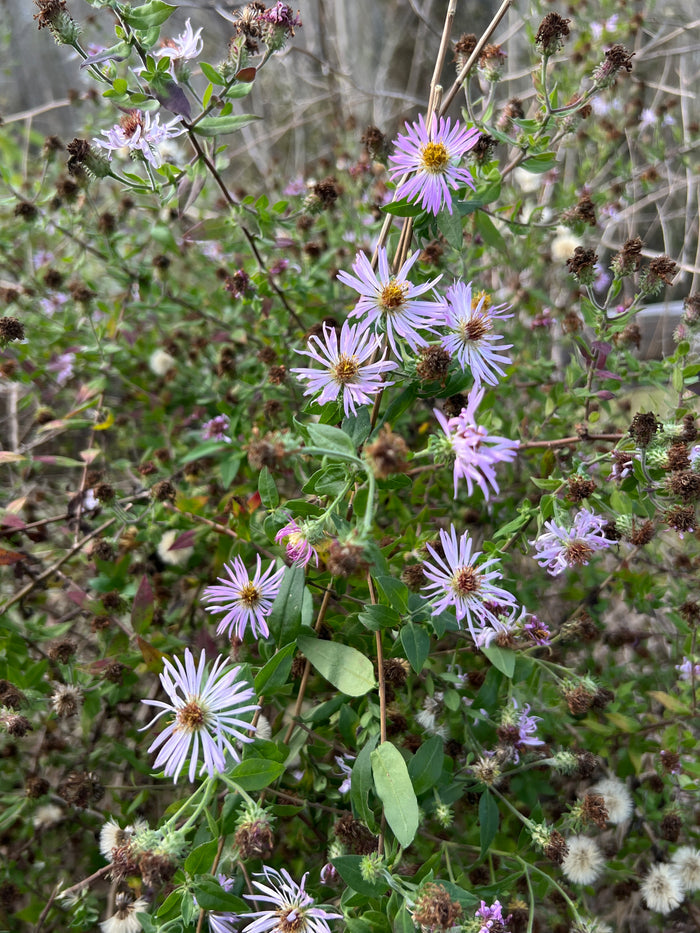 Climbing Aster   20 Seeds   Aster carolinianus