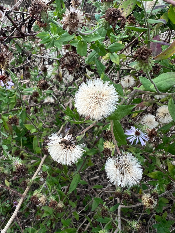 Climbing Aster   20 Seeds   Aster carolinianus
