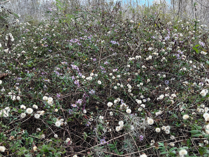 Climbing Aster   20 Seeds   Aster carolinianus