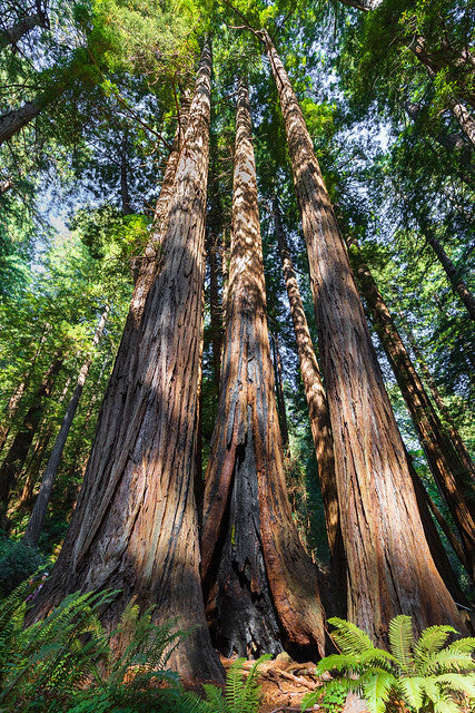 Coast Redwood   Sequoia sempervirens   20 Seeds
