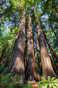 Coast Redwood   Sequoia sempervirens   20 Seeds