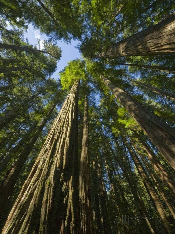 Coast Redwood   Sequoia sempervirens   20 Seeds