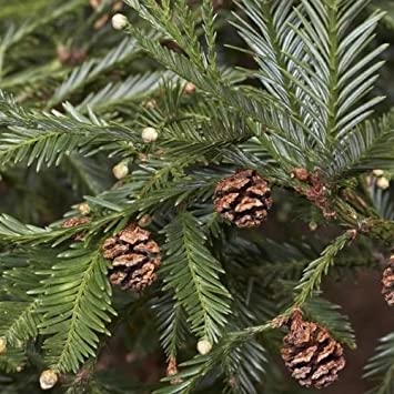 Coast Redwood   Sequoia sempervirens   20 Seeds