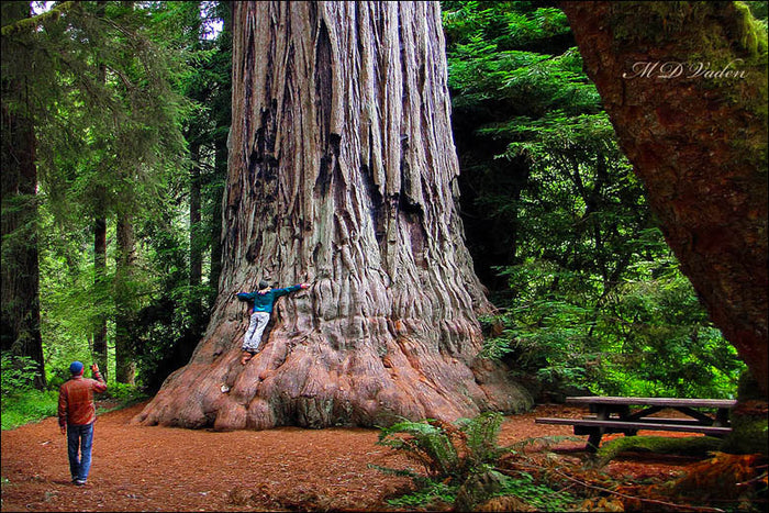 Coast Redwood   Sequoia sempervirens   20 Seeds