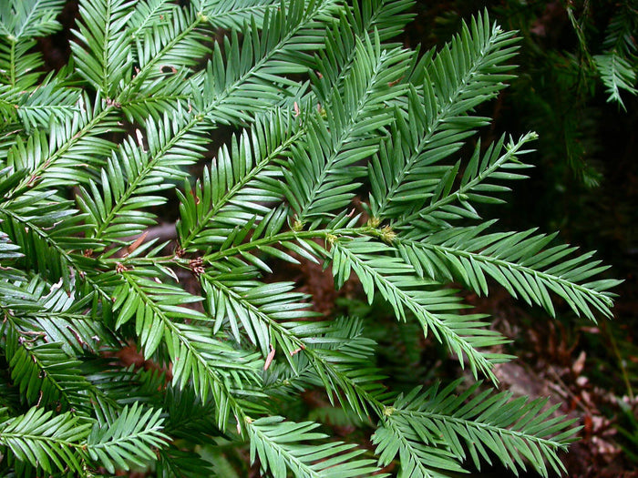 Coast Redwood   Sequoia sempervirens   20 Seeds
