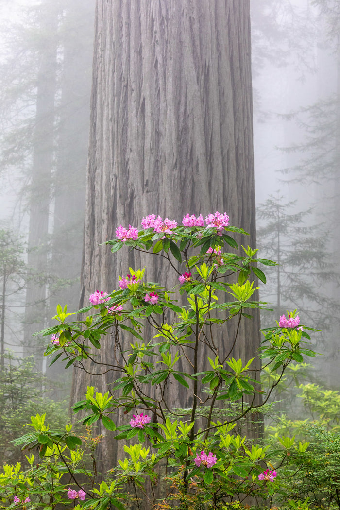 Coast Redwood   Sequoia sempervirens   20 Seeds