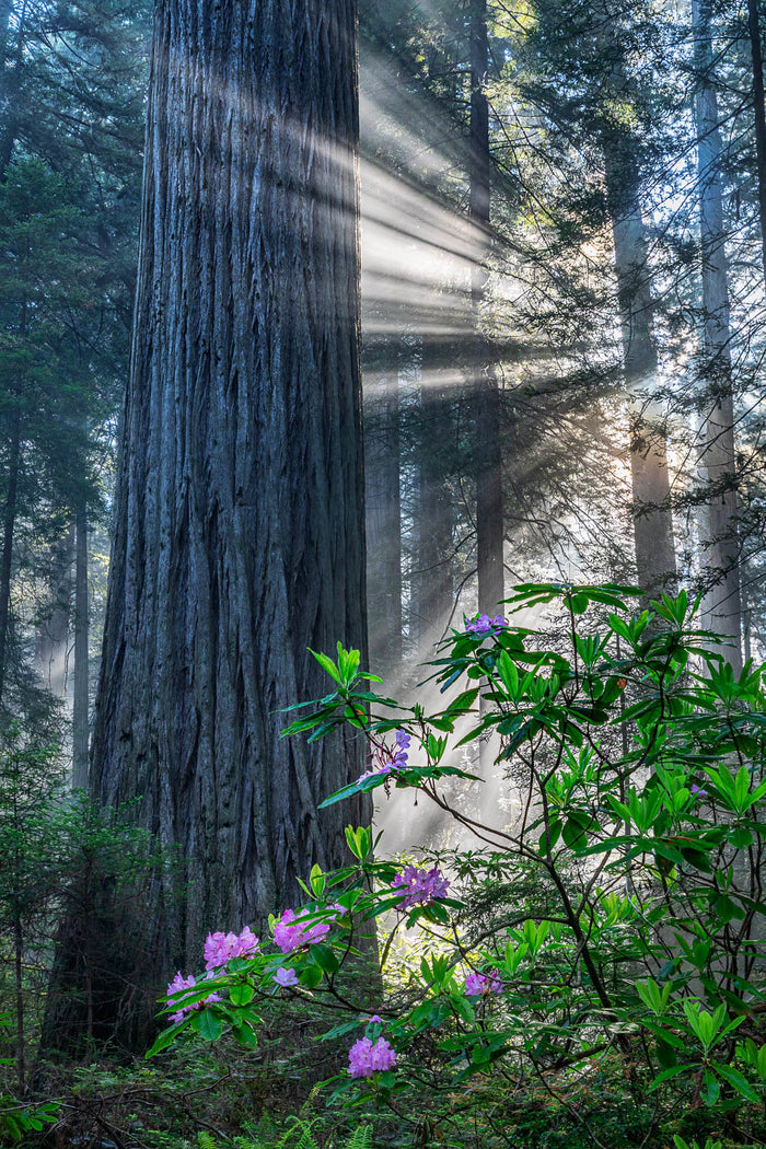 Coast Redwood   Sequoia sempervirens   20 Seeds
