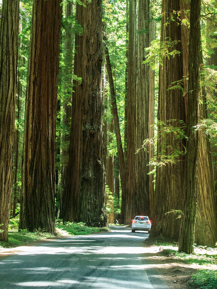 Coast Redwood   Sequoia sempervirens   20 Seeds