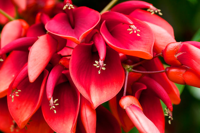 Cockspur Coral Tree Erythrina crista-galli 5 Seeds
