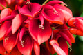 Cockspur Coral Tree Erythrina crista-galli 5 Seeds