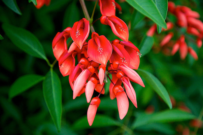 Cockspur Coral Tree Erythrina crista-galli 5 Seeds