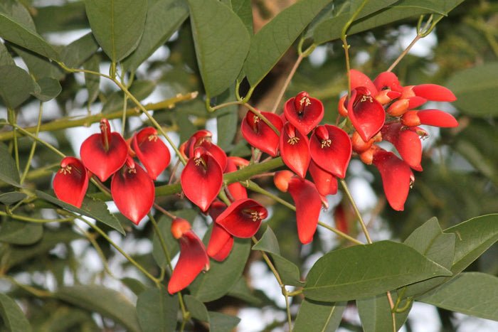 Cockspur Coral Tree Erythrina crista-galli 5 Seeds