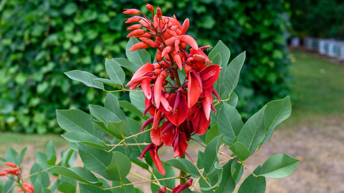 Cockspur Coral Tree Erythrina crista-galli 5 Seeds