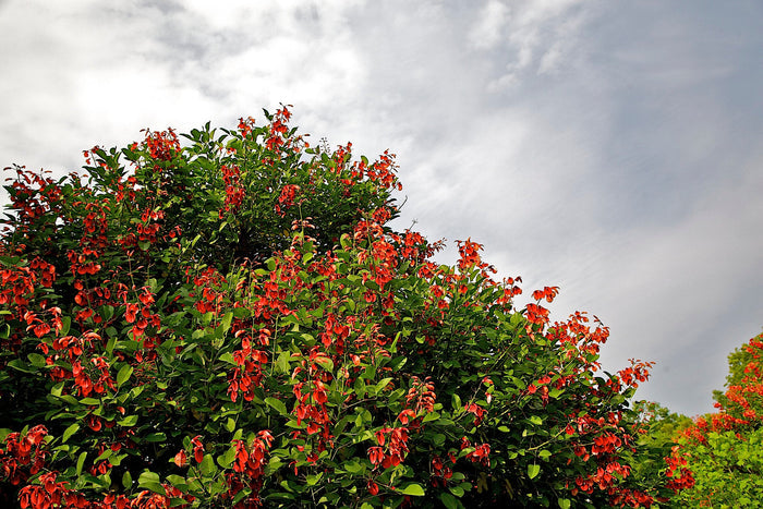 Cockspur Coral Tree Erythrina crista-galli 5 Seeds