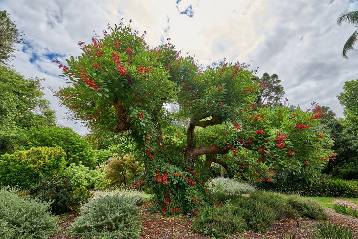 Cockspur Coral Tree Erythrina crista-galli 5 Seeds
