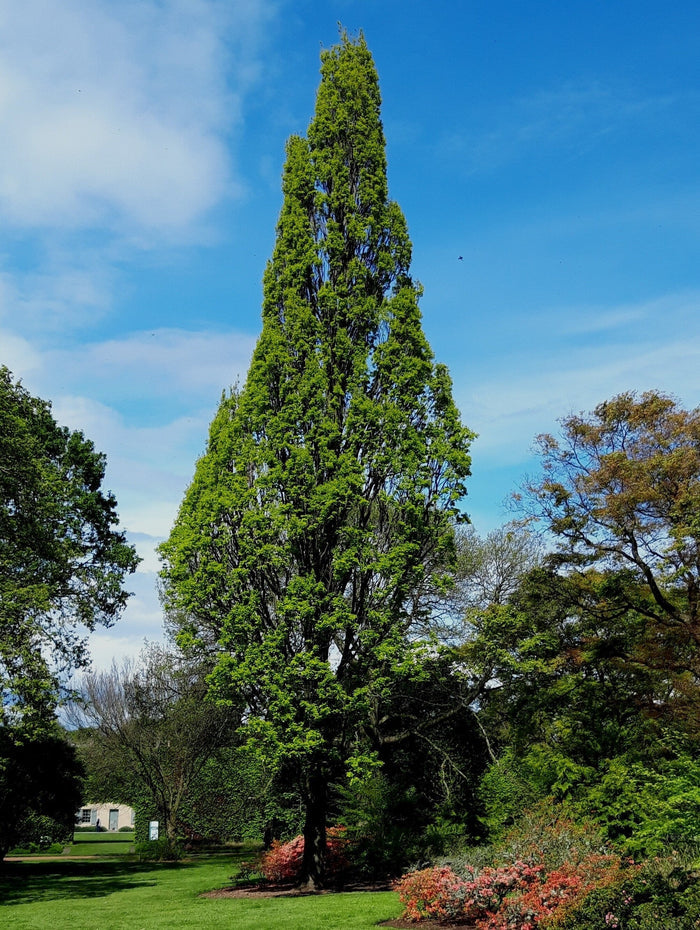 Columnar English Oak 5 Seeds Quercus robur