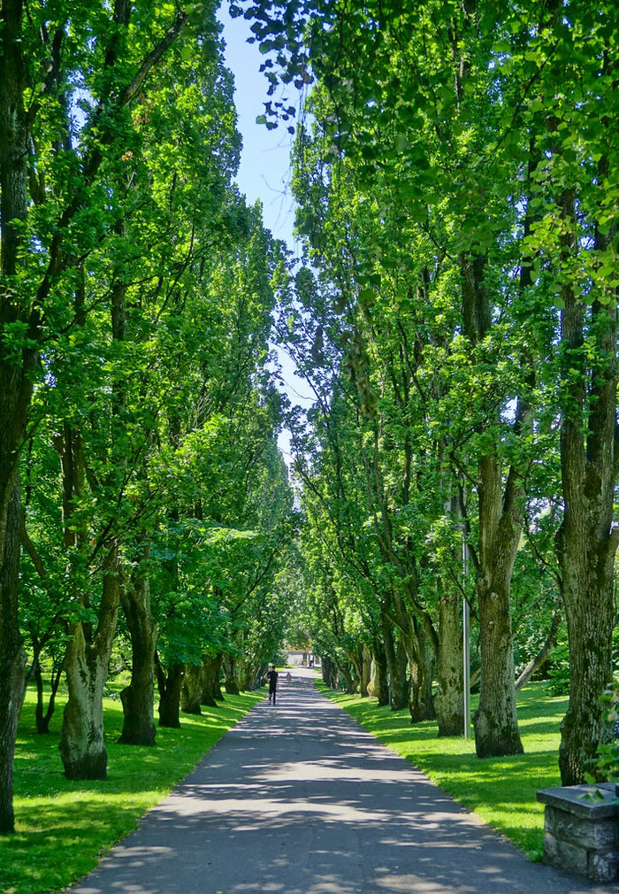 Columnar English Oak 5 Seeds Quercus robur